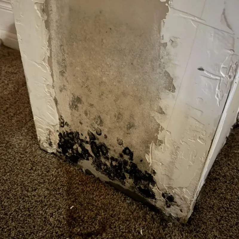 Professional Mold Removal in Clarksburg, WV